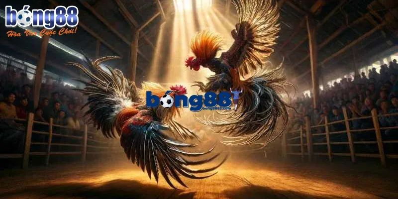 Đá gà BONG88 – Cực phẩm cá cược trực tuyến không thể bỏ lỡ Giới thiệu sảnh Đá gà BONG88