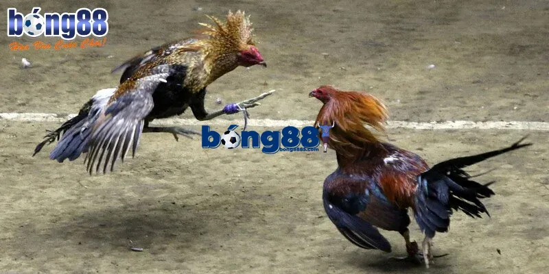Đá gà BONG88 – Cực phẩm cá cược trực tuyến không thể bỏ lỡ Mẹo chọn chiến kê có khả năng chiến thắng cực chuẩn