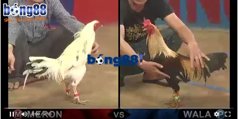 Đá gà BONG88 – Cực phẩm cá cược trực tuyến không thể bỏ lỡ Theo dõi lịch sử đối đầu để lựa chọn cược chuẩn xác